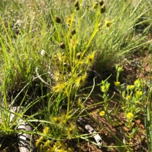 Drosera gunniana at Jacka, ACT - 17 Oct 2020