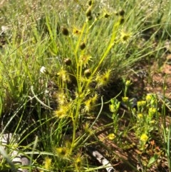 Drosera gunniana at Jacka, ACT - 17 Oct 2020