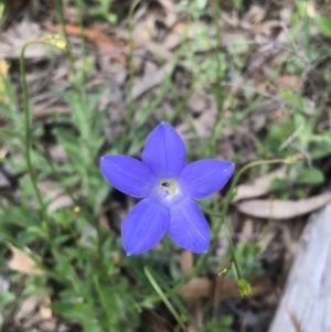 Wahlenbergia multicaulis at Bruce, ACT - 17 Oct 2020