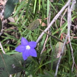 Wahlenbergia multicaulis at Bruce, ACT - 17 Oct 2020