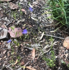 Wahlenbergia multicaulis at Bruce, ACT - 17 Oct 2020