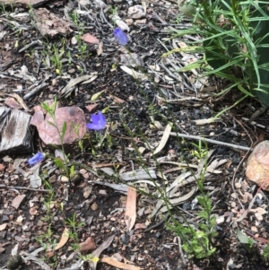 Wahlenbergia multicaulis at Bruce, ACT - 17 Oct 2020