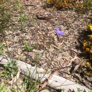 Wahlenbergia multicaulis at Bruce, ACT - 17 Oct 2020