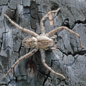 Sparassidae (family) at O'Connor, ACT - 17 Oct 2020