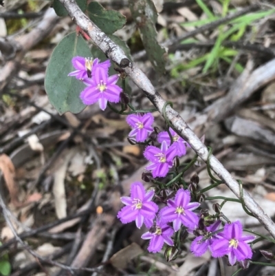 Thysanotus patersonii (Twining Fringe Lily) at Bruce, ACT - 17 Oct 2020 by goyenjudy