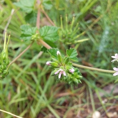 Pelargonium inodorum (Kopata) at Cockwhy, NSW - 18 Oct 2020 by GLemann