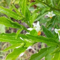 Solanum pseudocapsicum (Jerusalem Cherry, Madeira Cherry) at Cockwhy, NSW - 18 Oct 2020 by GLemann