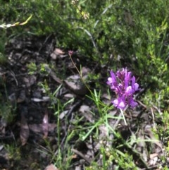 Linaria pelisseriana at Bruce, ACT - 17 Oct 2020 12:16 PM