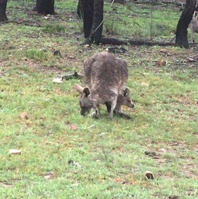 Macropus giganteus (Eastern Grey Kangaroo) at Bruce Ridge to Gossan Hill - 7 Oct 2020 by goyenjudy