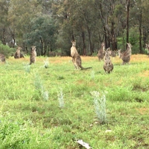 Macropus giganteus at Bruce, ACT - 7 Oct 2020