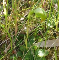 Pterostylis nutans (Nodding Greenhood) at - 17 Oct 2020 by ClaireSee