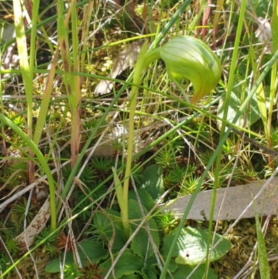 Pterostylis nutans (Nodding Greenhood) at - 17 Oct 2020 by ClaireSee