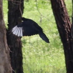 Corcorax melanorhamphos (White-winged Chough) at Wodonga, VIC - 18 Oct 2020 by Kyliegw