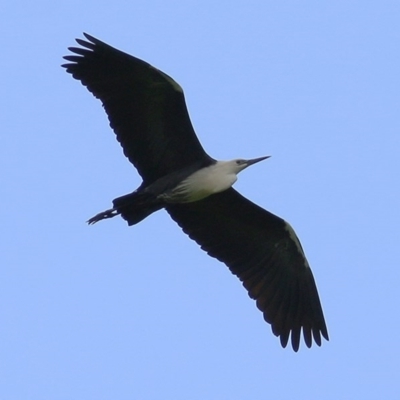 Ardea pacifica (White-necked Heron) at Wodonga, VIC - 18 Oct 2020 by Kyliegw