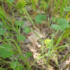 Hydrocotyle laxiflora (Stinking Pennywort) at Albury, NSW - 17 Oct 2020 by ClaireSee