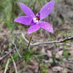 Glossodia major at Denman Prospect, ACT - suppressed