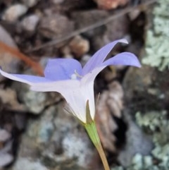 Wahlenbergia gracilis (Australian Bluebell) at Holt, ACT - 18 Oct 2020 by trevorpreston