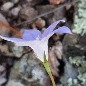 Wahlenbergia gracilis at Holt, ACT - 18 Oct 2020