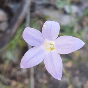 Wahlenbergia gracilis at Holt, ACT - 18 Oct 2020