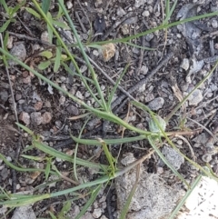 Wahlenbergia gracilis at Holt, ACT - 18 Oct 2020