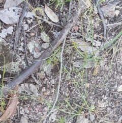 Wahlenbergia gracilis at Holt, ACT - 18 Oct 2020