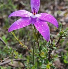 Glossodia major (Wax Lip Orchid) at Denman Prospect, ACT - 9 Oct 2020 by nic.jario