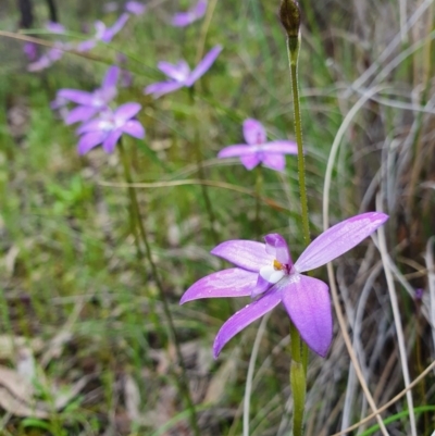 Glossodia major (Wax Lip Orchid) at Denman Prospect, ACT - 9 Oct 2020 by nic.jario