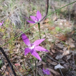 Glossodia major at Denman Prospect, ACT - 9 Oct 2020