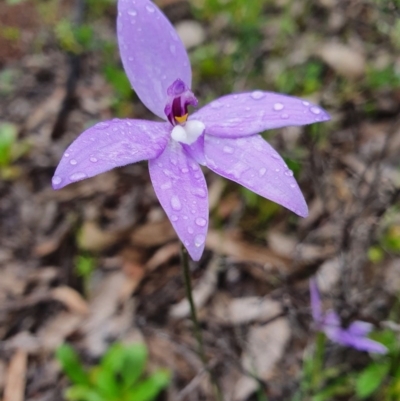 Glossodia major (Wax Lip Orchid) at Denman Prospect, ACT - 9 Oct 2020 by nic.jario