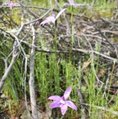 Glossodia major (Wax Lip Orchid) at Denman Prospect, ACT - 9 Oct 2020 by nic.jario