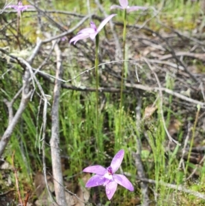 Glossodia major at Denman Prospect, ACT - 9 Oct 2020