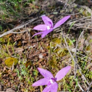 Glossodia major at Denman Prospect, ACT - 9 Oct 2020