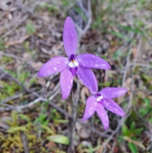 Glossodia major at Denman Prospect, ACT - suppressed