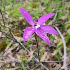 Glossodia major (Wax Lip Orchid) at Denman Prospect, ACT - 9 Oct 2020 by nic.jario