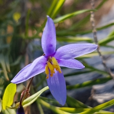 Stypandra glauca (Nodding Blue Lily) at Holt, ACT - 18 Oct 2020 by trevorpreston