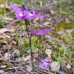 Glossodia major (Wax Lip Orchid) at Denman Prospect, ACT - 9 Oct 2020 by nic.jario