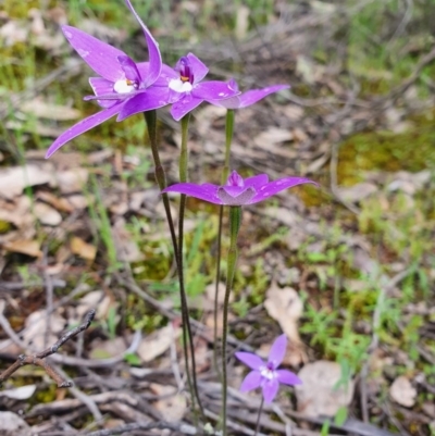 Glossodia major (Wax Lip Orchid) at Denman Prospect, ACT - 9 Oct 2020 by nic.jario