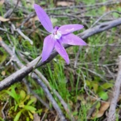 Glossodia major (Wax Lip Orchid) at Denman Prospect, ACT - 9 Oct 2020 by nic.jario