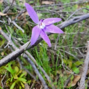 Glossodia major at Denman Prospect, ACT - suppressed