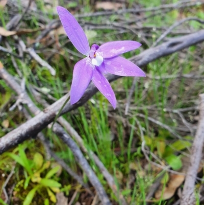 Glossodia major (Wax Lip Orchid) at Denman Prospect, ACT - 9 Oct 2020 by nic.jario