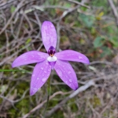 Glossodia major (Wax Lip Orchid) at Denman Prospect, ACT - 9 Oct 2020 by nic.jario