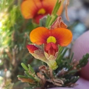 Dillwynia sericea at Holt, ACT - 18 Oct 2020