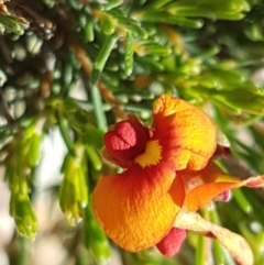 Dillwynia sericea at Holt, ACT - 18 Oct 2020