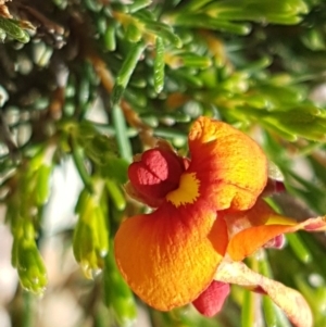 Dillwynia sericea at Holt, ACT - 18 Oct 2020