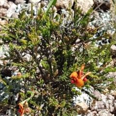 Dillwynia sericea at Holt, ACT - 18 Oct 2020