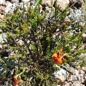 Dillwynia sericea at Holt, ACT - 18 Oct 2020