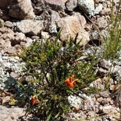 Dillwynia sericea at Holt, ACT - 18 Oct 2020