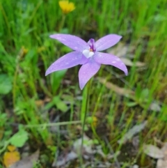 Glossodia major (Wax Lip Orchid) at Denman Prospect, ACT - 9 Oct 2020 by nic.jario