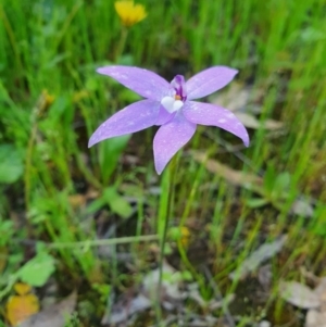 Glossodia major at Denman Prospect, ACT - suppressed