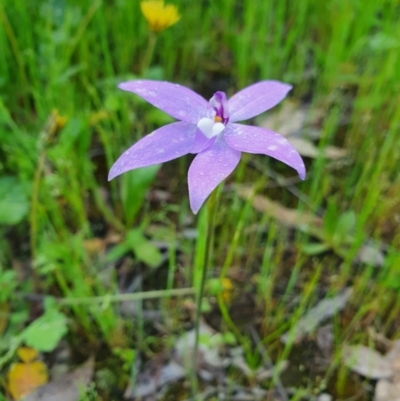 Glossodia major (Wax Lip Orchid) at Block 402 - 9 Oct 2020 by nic.jario